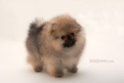 Фото щенка померанского цвергшпица питомника шпицев Malpom, девочка 3 месяца