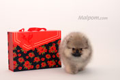 Фото щенка померанского цвергшпица питомника шпицев Malpom, девочка 3 месяца