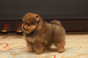 Фото двухмесячного щенка померанского карликового шпица питомника Malpom 