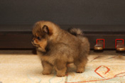 Фото щенка немецкого миниатюрного шпица питомника Malpom 