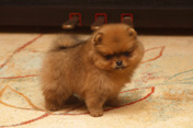 Фото щенка немецкого миниатюрного шпица питомника Malpom DA