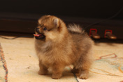 Фото щенка померанского шпица 2 месяца