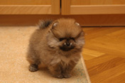 Фото щенка померанского шпица 2 месяца