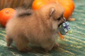 Фото двухмесячного щенка померанского карликового шпица питомника Malpom 