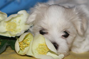 Фото щенка мальтезе (мальтийской болонки) питомника болонок Мальпом 