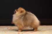 Фото щенка немецкого миниатюрного цвергшпица питомника шпицев Malpom, девочка 3 месяца