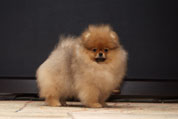 Фото щенка померанского цвергшпица питомника шпицев Malpom, мальчик 2 месяца