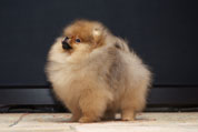 Фото щенка немецкого миниатюрного цвергшпица питомника шпицев Malpom, мальчик 2 месяца