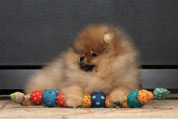 Фото щенка померанского цвергшпица питомника шпицев Malpom, мальчик 2 месяца