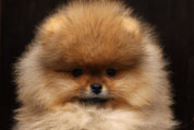 Фото щенка померанского шпица питомника Malpom возраст 2 месяца
