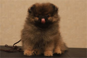 Фото щенка цвергшпица из питомника немецких цвергшпицев Мальпом от Кенни и Эни