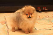 Померанский шпиц питомника Мальпом, фото щенка