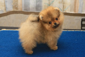 Шпиц померанский питомника Мальпом, фото щенка
