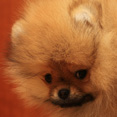 Фото щенка померанского шпица питомника Malpom 