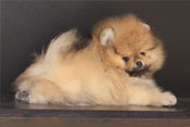 Фотография щенка шпица померанского питомника карликовых шпицев Мальпом