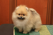 шпиц померанский питомника Мальпом, фото щенка
