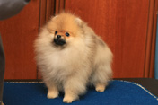 шпиц померанский питомника Мальпом, фото щенка