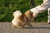 шпиц померанский - фото щенка миниатюрного шпица питомника Malpom Кипер