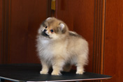 Фото щенка цвергшпица питомника Malpom в 2 месяца