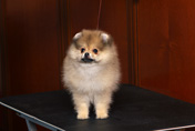 Фото щенка цвергшпица питомника Malpom в 2 месяца