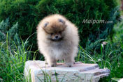 Фото щенка померанского карликового шпица  