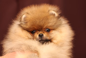 Фотография щенка померанского цвергшпица от Коти Malpom Lil Diamond