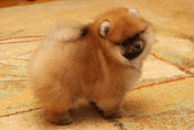 Фотография щенка карликового померанского шпица