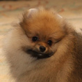 Фото щенка померанского шпица из питомника Malpom от Марка