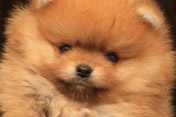 Фотография щенка немецкого миниатюрного цвергшпица питомника померанских шпицев Мальпом