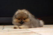Фото щенка шпица померанского питомника Мальпом